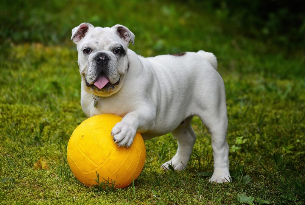 ボールで遊んでいる犬の画像